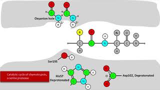 Serine Protease Mechanism [upl. by Tova]