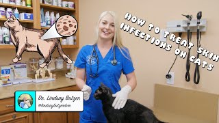 How to Treat Generalized Skin Infections on Cats [upl. by Ellehcam]