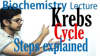 Krebs cycle [upl. by Sinoda]