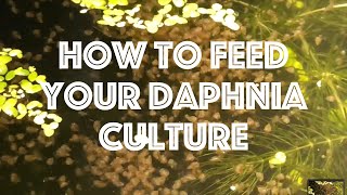 How To Feed Your Daphnia Culture [upl. by Oiluarb]