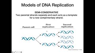 DNA Replication Models [upl. by Ajani]