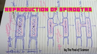 BS botany Semestr I amp IIReproductionLife Cycle of Spirogyra by The Pool of Science [upl. by Anitsyrc]