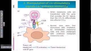 Cytotoxic T cells [upl. by Enajiram]