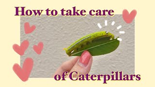 CATERPILLAR CARE  oleander hawk moth daphnis nerii [upl. by Frederiksen]