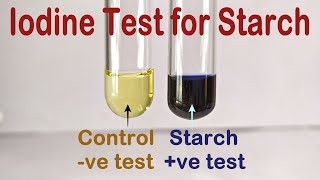 Iodine Test For Starch Practical Experiment [upl. by Benedetto]