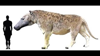 Andrewsarchus the terrifying extinct carnivore of Mongolia [upl. by Felecia]