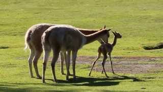 Baby vicuña takes first steps at Kolmården Zoo [upl. by Marv]