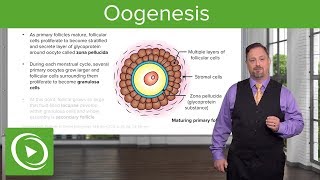 Oogenesis and Follicles – Embryology  Lecturio [upl. by Ninaj]