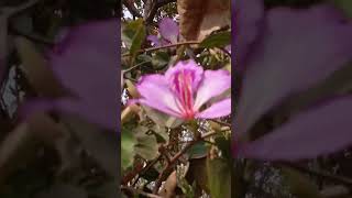 Bauhinia variegata  Fabaceae [upl. by Gardener]