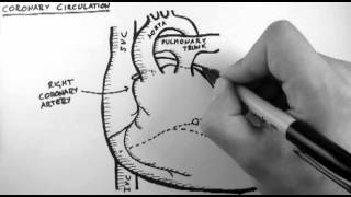 Coronary Circulation [upl. by Ahsrav]