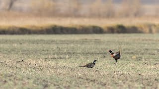 Iowa Pheasant and Quail Hunting  The Flush Season 10 Episode 5 [upl. by Eiba]