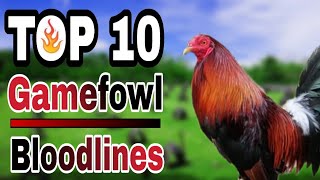 TOP 10 GAMEFOWL BLOODLINES [upl. by Ayhtnic]