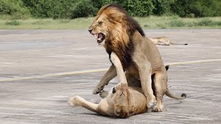 MATING LIONS on the Runway LEOPARD Rasping and ZEBRAS [upl. by Sanchez]