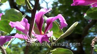 Bauhinia variegata or Kachnar tree [upl. by Alyak]