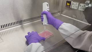 Cell proliferation and cytotoxicity assay [upl. by Garlanda]