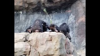 Chimp attack with stick at LA Zoo [upl. by Mann872]