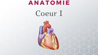 Anatomie du Coeur  Configuration Interne [upl. by Dripps]