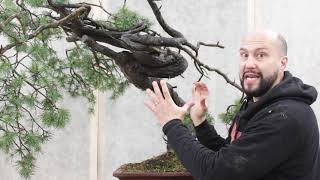 Mauro Stemberger Styles a Scots Pine for BonsaiU preview episode [upl. by Jezabelle]