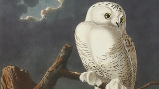 How Audubon’s Birds of America Changed Natural History [upl. by Ehcor380]