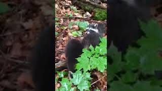 What Sound Do Raccoons Make  Raccoon Chittering [upl. by Otrevogir]