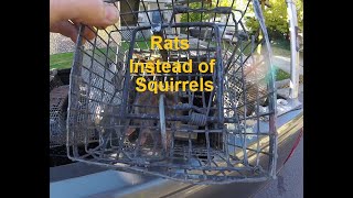 Rats Instead of Squirrels  How to Diagnose [upl. by Barnabas]