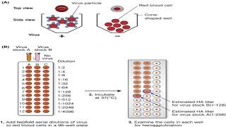 Hemagglutination inhibition HI Test [upl. by Idnerb]