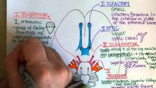 Cranial Nerves Part 1 [upl. by Einahpats]