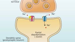 AMPA and NMDA Receptors [upl. by Oap]