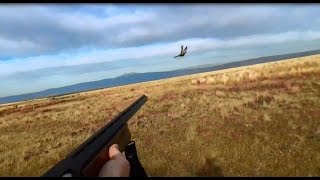 10 Pheasant in 2 Minutes Oregon Pheasant Hunt [upl. by Howie]