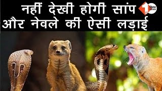 सांप और नेवला की ऐसी लड़ाई नहीं देखी होगी Watch Video [upl. by Leiva801]