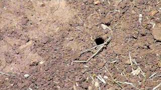 Burrowing Wolf Spider Takes Fly From Ant [upl. by Itsim]