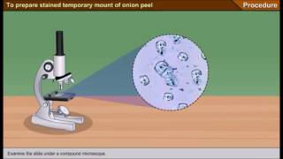 Scienze1osservazione al microscopio ottico delle cellule della mucosa boccale [upl. by Ettezil]