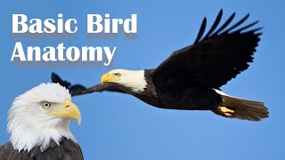 Basic Bird Anatomy [upl. by Gabrielle]