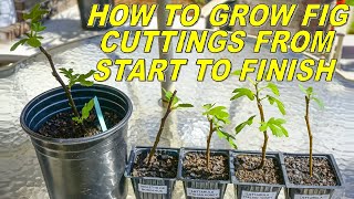 How To Root Fig Cuttings From Start To Finish [upl. by Lind]