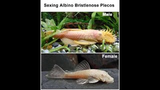 What gender is my Bristlenose How I tell the difference [upl. by Gibbs614]