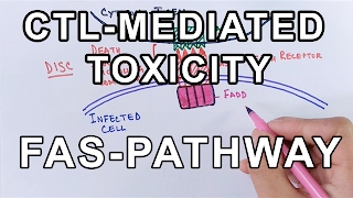 Immune Response Explained TCell Activation [upl. by Lamiv]