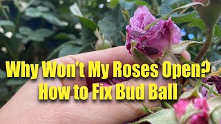 Help My Rosebuds Won’t Open Understanding Bud Ball on Roses [upl. by Jaclin]