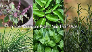 5 औषधीय पौधे  Five Herbs Plant  Must Have Medicinal Plants For Home [upl. by Ynetruoc]