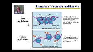 Gene Regulation in Eukaryotes Part 1 [upl. by Lexi355]