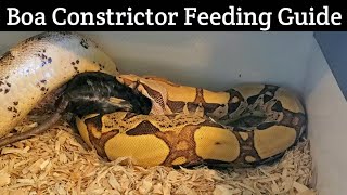 Boa Constrictor Feeding Guidelines  The Real Deal [upl. by Stahl358]