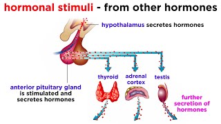 The Endocrine System [upl. by Auqinihs]