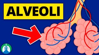 Alveoli Medical Definition  Quick Explainer Video [upl. by Ehtyde]