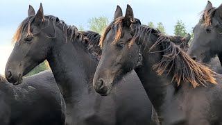 A few days amoung the Friesian Horses [upl. by Esirahs294]