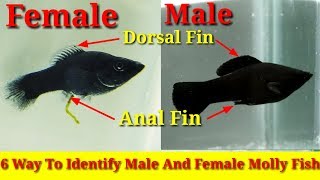 6 Way To Identify Male And Female Molly Fish [upl. by Odnanreh]