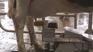 Fullwood M2erlin – robotic milking machine in action [upl. by Neehar793]