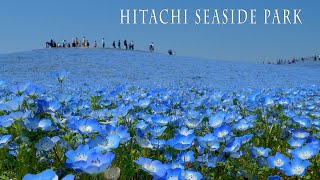 HITACHI SEASIDE PARK 2021 Springひたち海浜公園 4K [upl. by Delbert]