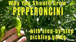 Why You Should Grow Pepperoncini Peppers [upl. by Egroeg]