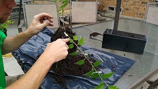 Propagating Pakistan mulberry trees from a rooted cutting [upl. by Etam]