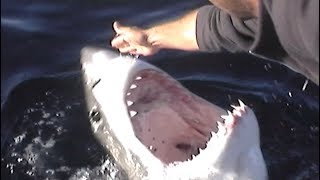 PETTING A GREAT WHITE SHARK Dont Try This [upl. by Lazes]