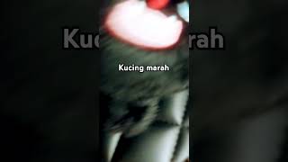 Kucing marah [upl. by Inhsor]